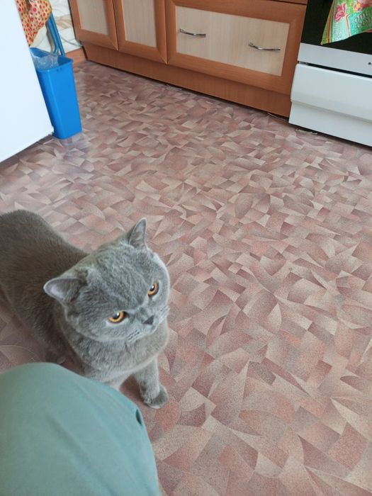 Отдам в добрые руки