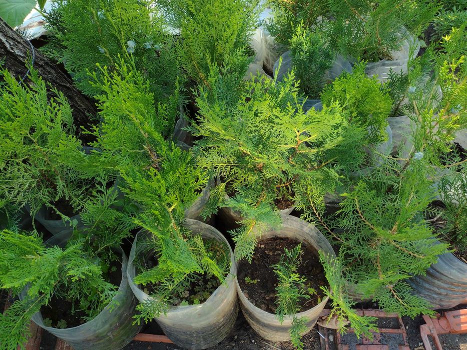 Източноевропейска Туя подходяща за огради Отстъпка