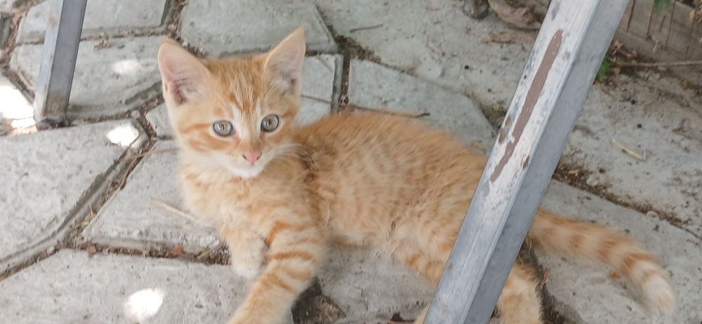 Отдам котят в добрые руки