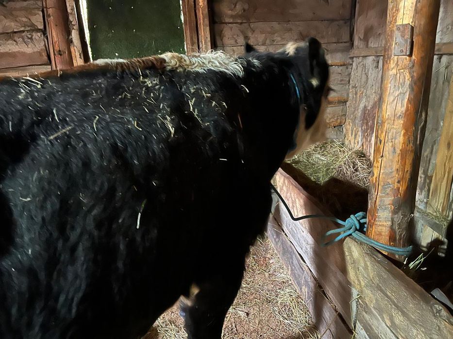 Продаётся    бык!