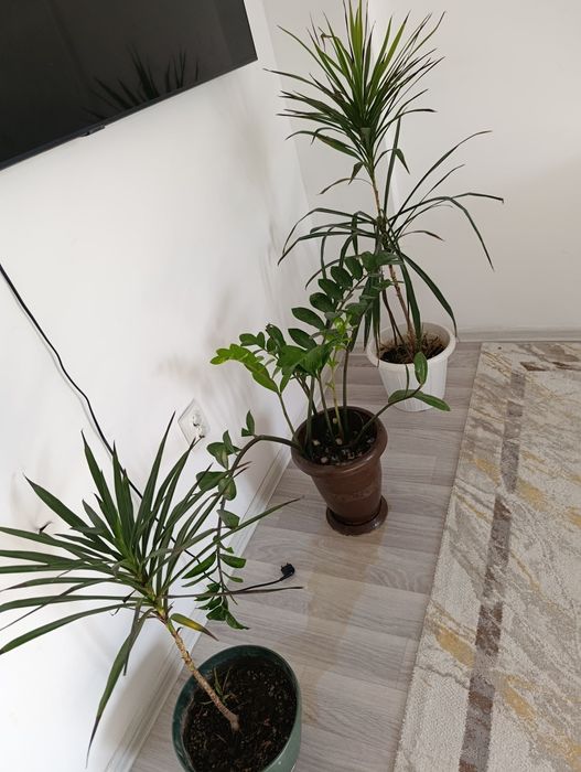 Гул сатылады.багасы келисимди