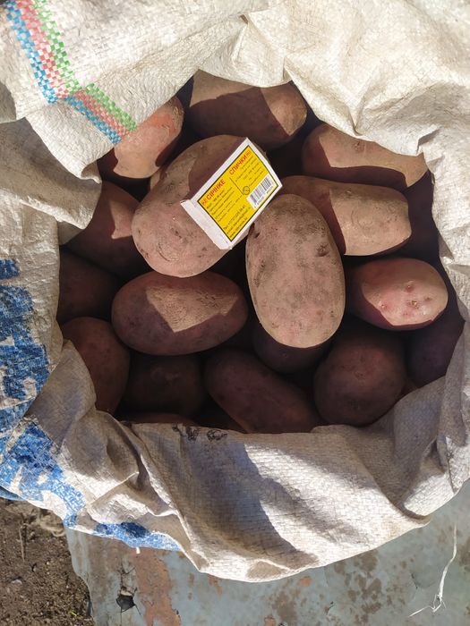 Продам домашний картофель