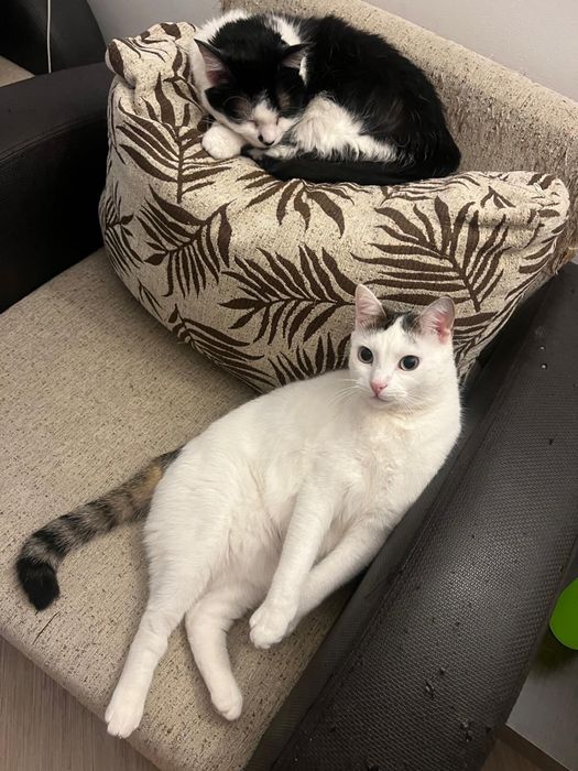 Pet sitter / Bonă pentru animale