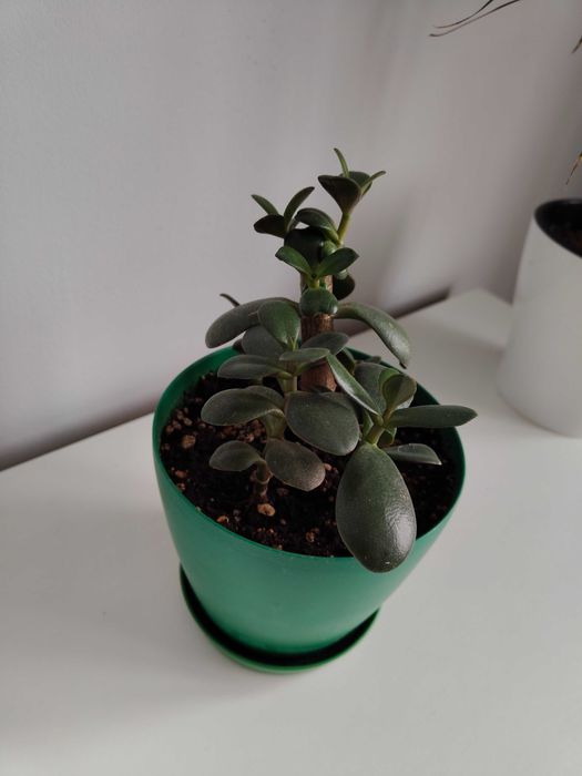 Крассула в горшке (с поддоном)