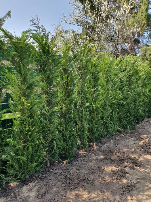 Tuia leylandii inaltime 2.50m 2.80m