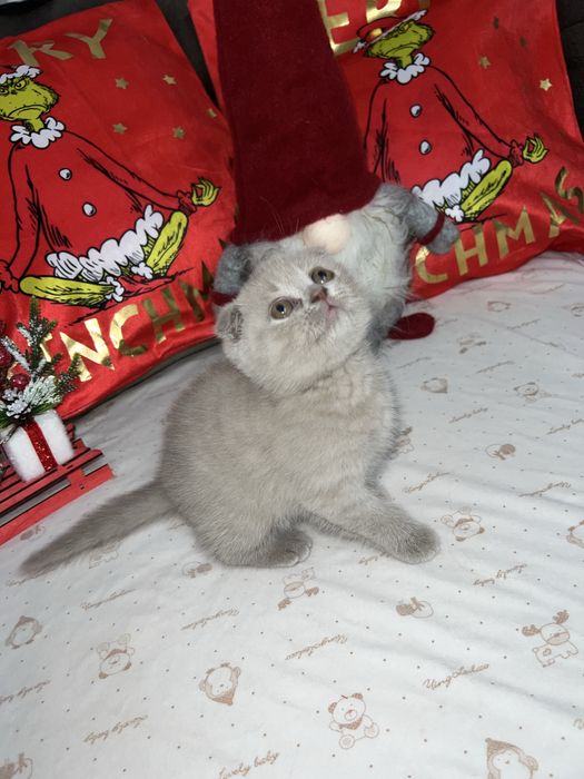 Шотландско клепоухо момче