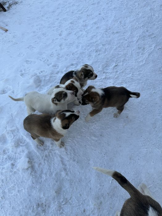 Продам щенков алабая