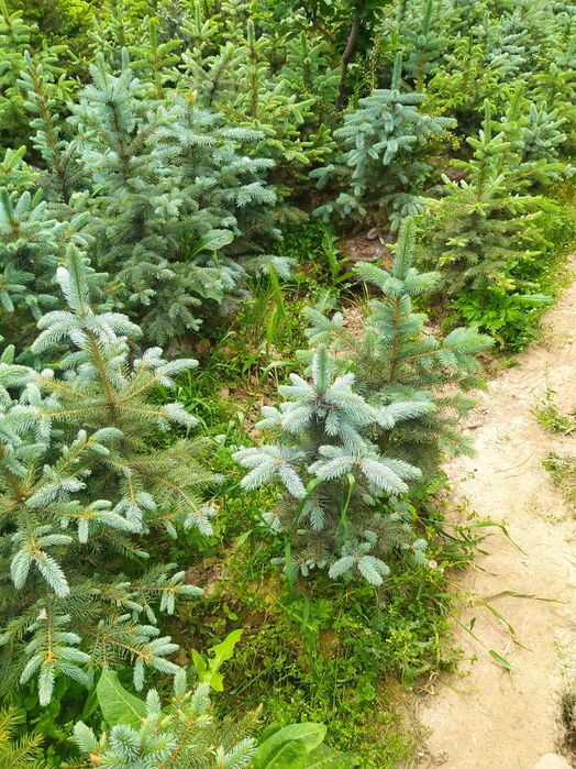 Голубой ель оптом и розницу