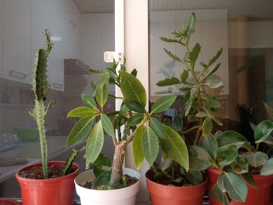 Хона гулларимни сотиб юбораман/Продаю комнатные цветы из дома