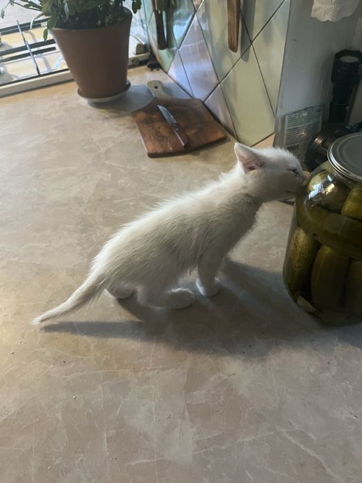 Отдам котенка очень активного