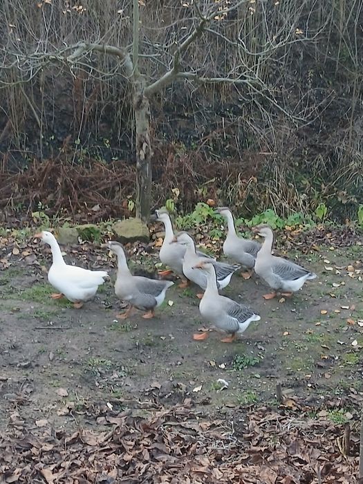 .Gâscă de vânzare