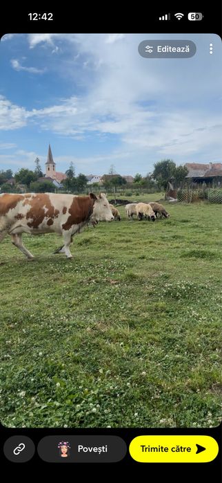 Vand vaca cu doi vitai