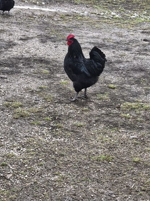 Vând  cocosi și ratoi