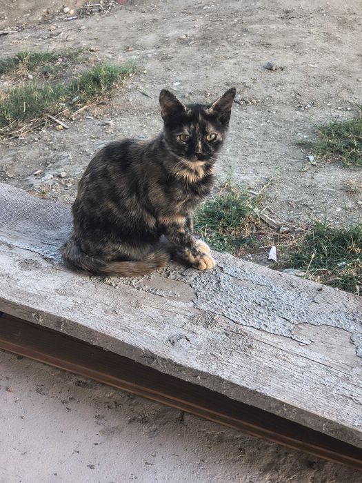 4 Котки 6 месеца