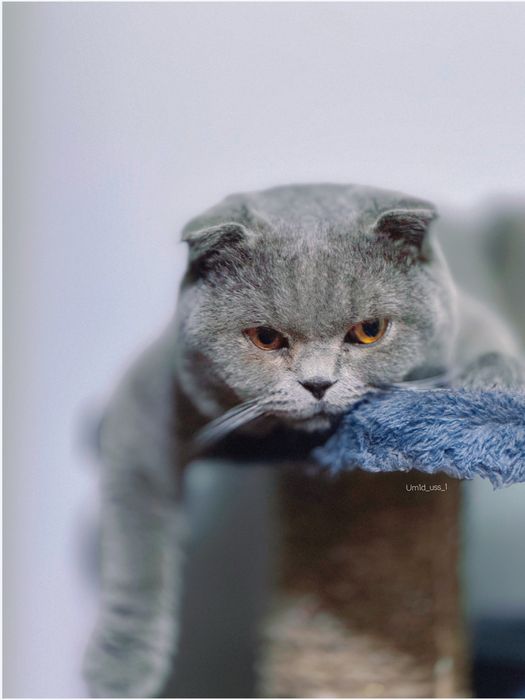 Породаси бошка мушукга абмен киламан сотиб олмокши босангиз сотлади