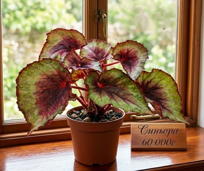 Бегонии сортовые.