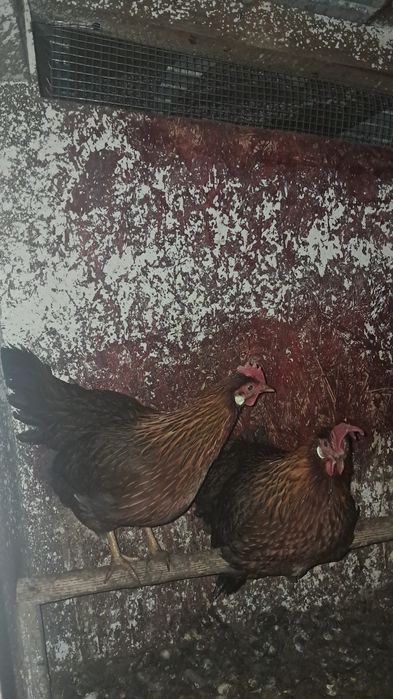 Vand cocosi si gaini de italiana!