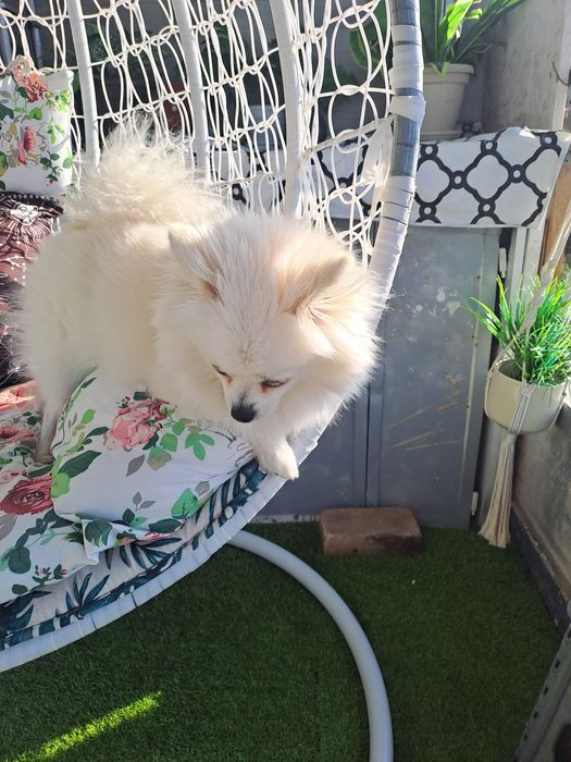 Продавам женски  бял  померан на 3 години