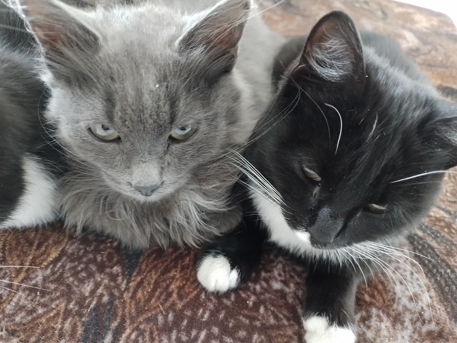 Отдам в хорошие руки