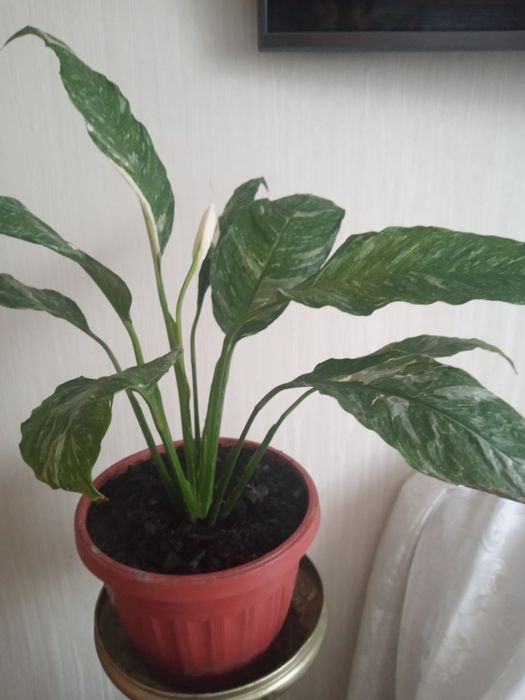 Продам Спатифиллум.
