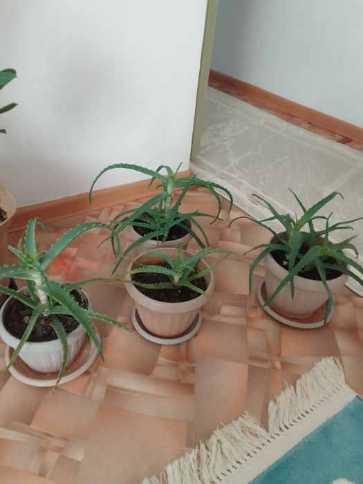 Алоэ сатылады мын тенге ден.