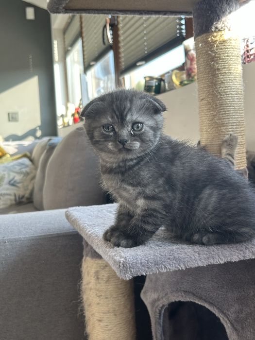 Клепоухо късокосместо британско опушено таби момченце търси своето семейство