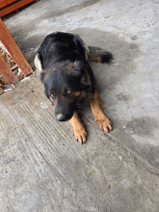 Немецкая овчарка девочка