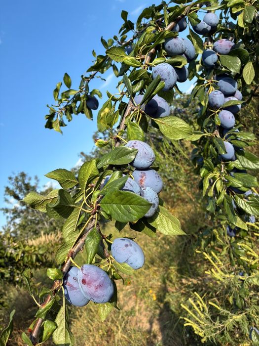 PRUNE -Bogati,Arges
