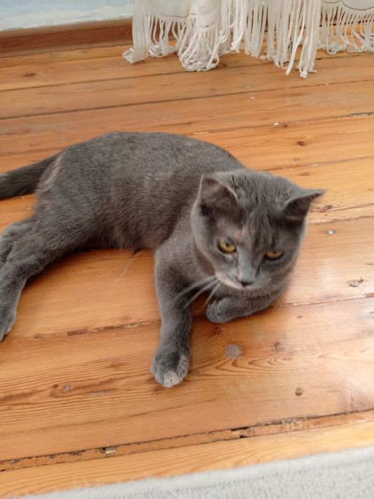 Продаётся кошка скоттиш Страйт