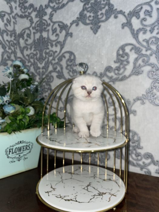 Skotish fold / Скотиш фолд