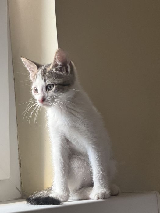 Малыш-котенок Том ищет семью!