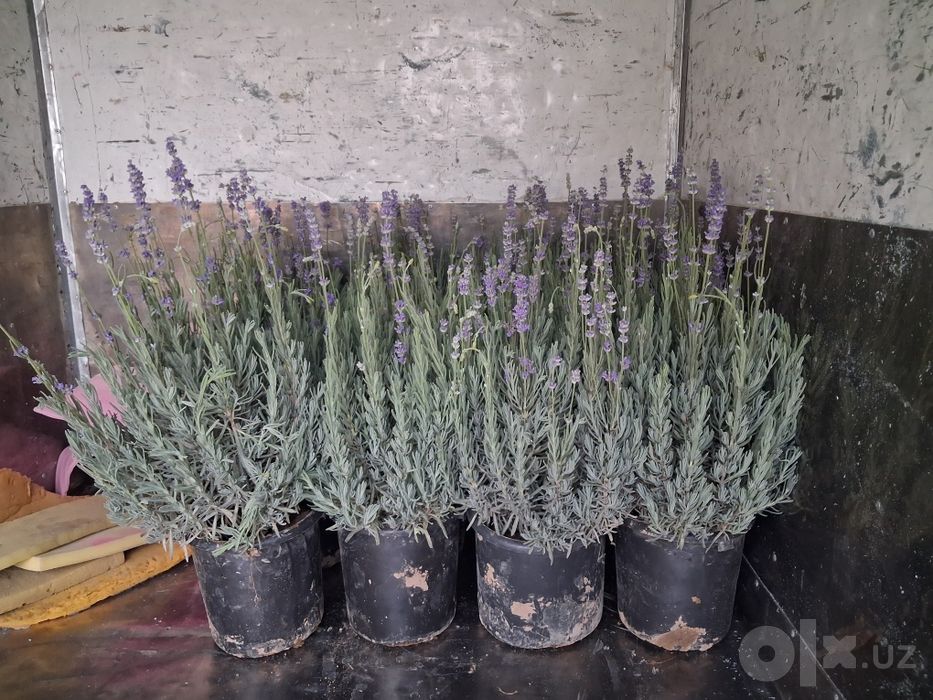 Lavanda bor kota kota
