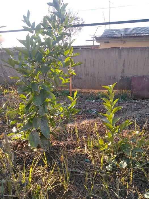 Limon ko‘chati bor. 4yillik ko‘chatlar 25 donadan oshiq ko‘chat.