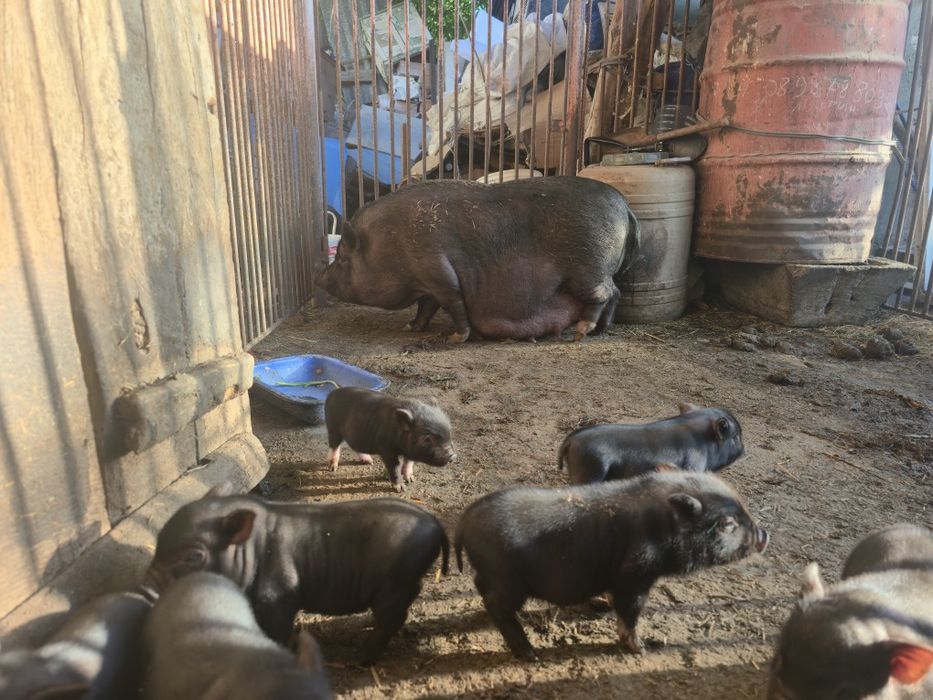 виетнамски прасета