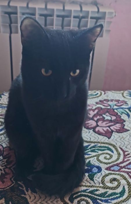 Котёнок бесплатно