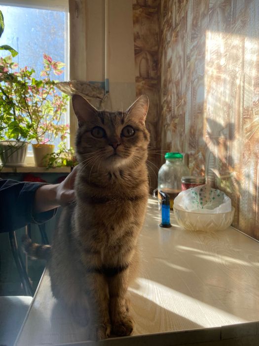 Милая красивая кошка
