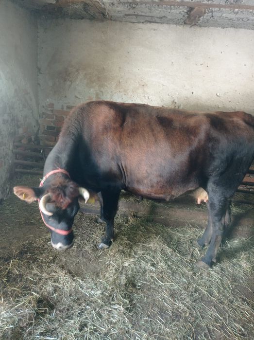 Vaci gestante de vanzare