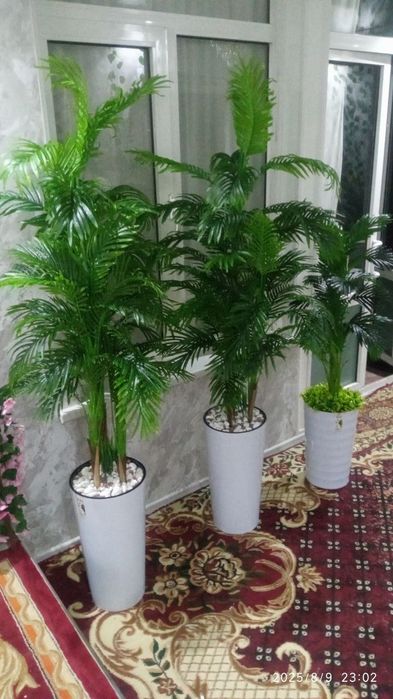 Uy va ofis uchun mahobatli Palma daraxti sotiladi