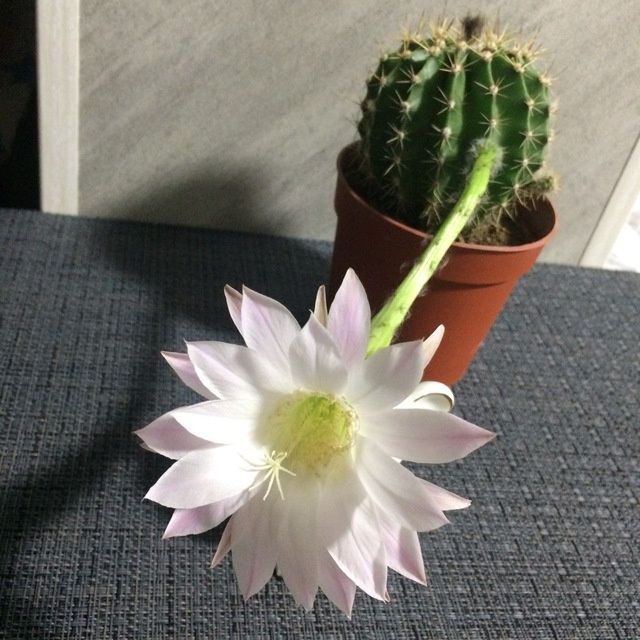 Кактус "Эхинопсис".