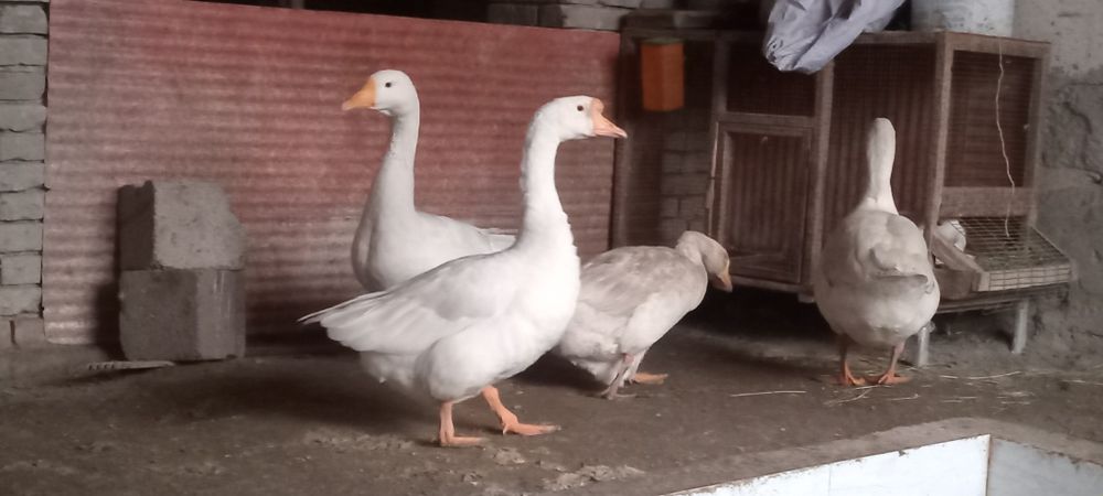 G'oz lar sotiladi