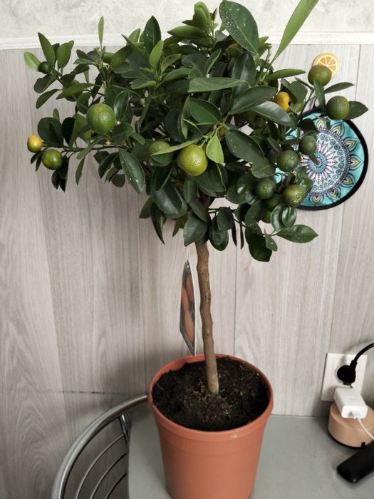 Продам дерево цитрус мандарин