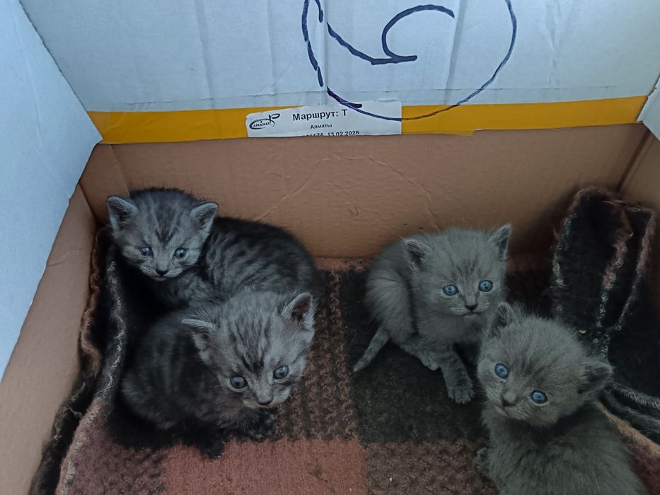 Продам маленьких котят