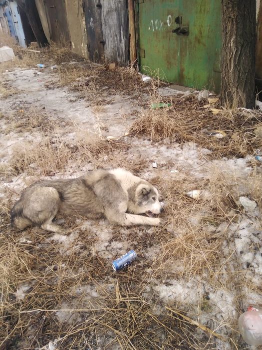 Животный мир бесплатно