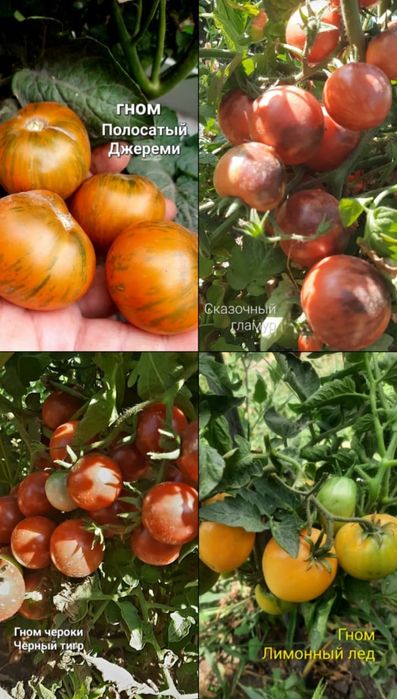 Семена коллекционных сортов томатов