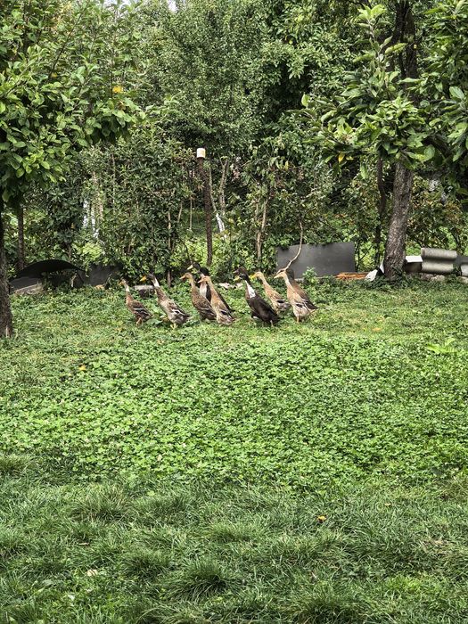 Rate indiene alergătoare - scapă de melci, limacși și alte insecte