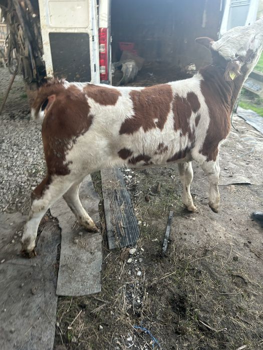 Vand vitei foarte bine intreginuti