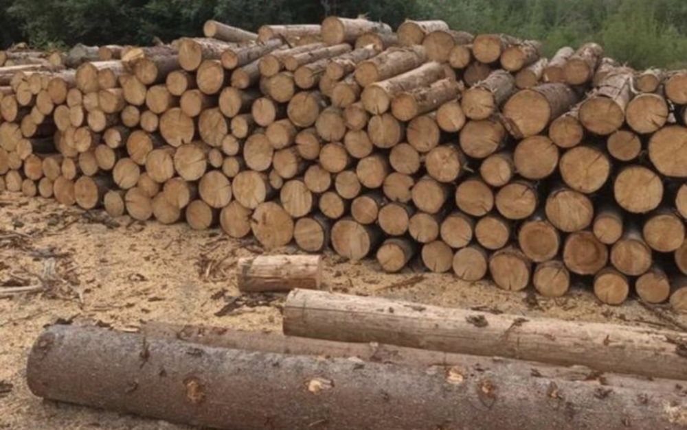 Vând lemne de foc brad uscate și fag