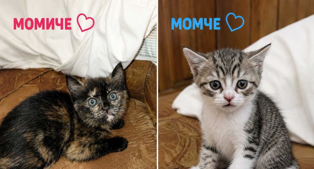 Подарявам котенца