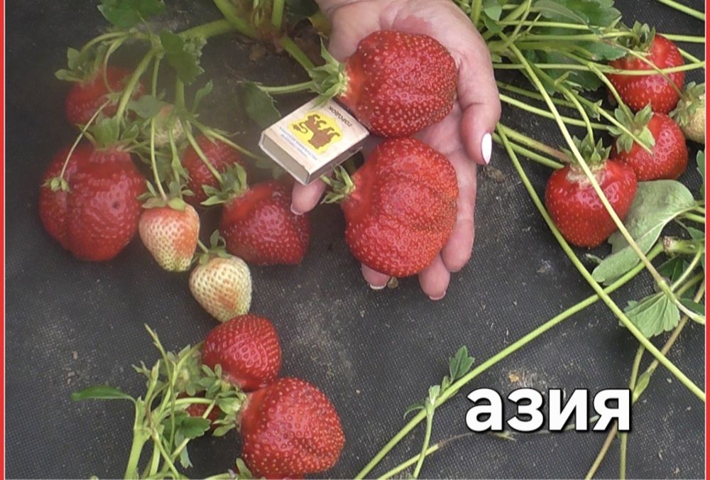 Продам саженцы клубники