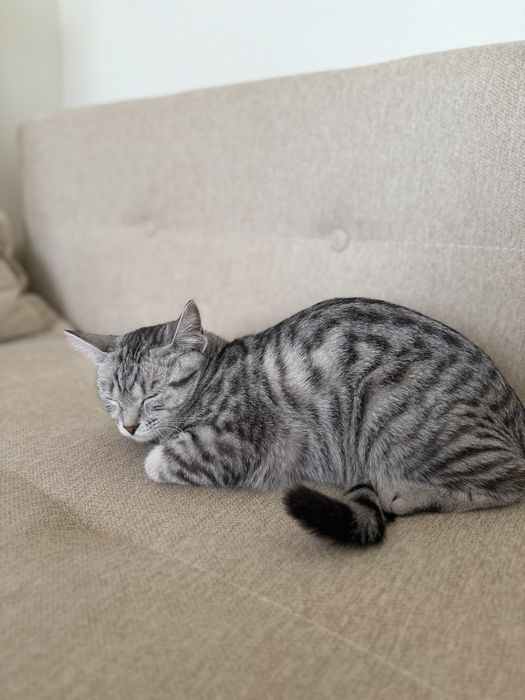 Домашняя кошка, вакцинирована